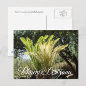 palmen met achtergrondverlichting Phoenix, Arizona Briefkaart (Voorkant / Achterkant)