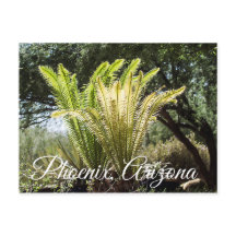 palmen met achtergrondverlichting Phoenix, Arizona