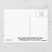 palmen van het paradijssilhouet briefkaart (Achterkant)