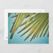 Palmenwedel am Sommerhimmel Briefkaart (Voorkant / Achterkant)