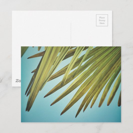 Palmenwedel am Sommerhimmel Briefkaart (Voorkant / Achterkant)