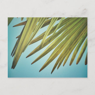 Palmenwedel am Sommerhimmel Briefkaart
