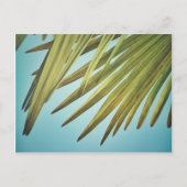 Palmenwedel am Sommerhimmel Briefkaart (Voorkant)