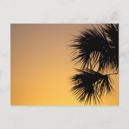 Palmetto-boom op Sunrise, Florida Briefkaart