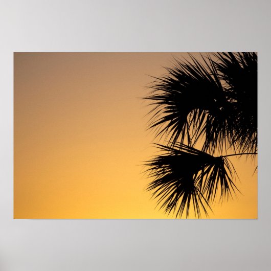 Palmetto-boom, zonnebrand, Florida Poster (Voorkant)
