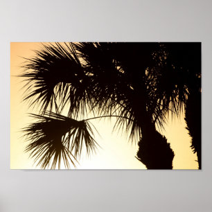 Palmetto-boom, zonnebrand, Florida Poster