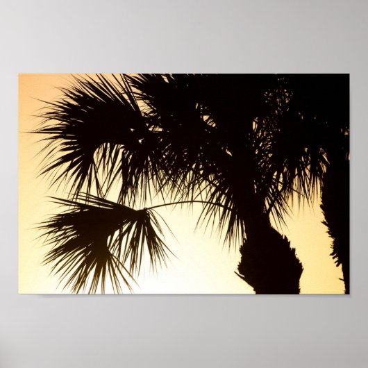 Palmetto-boom, zonnebrand, Florida Poster (Voorkant)
