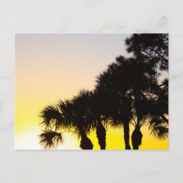 Palmetto en Pine Tree Sunrise, Port Saint Lucie, F Briefkaart
