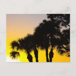 Palmetto en Pine Tree Sunrise, Port Saint Lucie, F Briefkaart