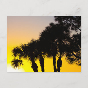 Palmetto en Pine Tree Sunrise, Port Saint Lucie, F Briefkaart