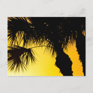 Palmetto Tree Sunrise, Port Saint Lucie, FL Briefkaart