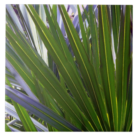 Palmetto Tropicale Tegeltje (Voorkant)