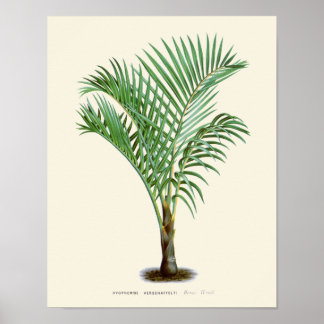  palmflessen poster