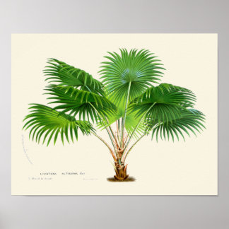  palmflessen poster