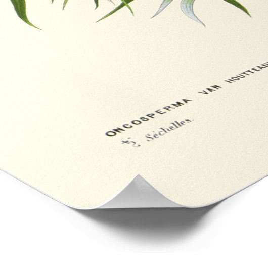  palmflessen poster (Hoek)