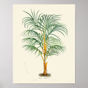  palmflessen poster