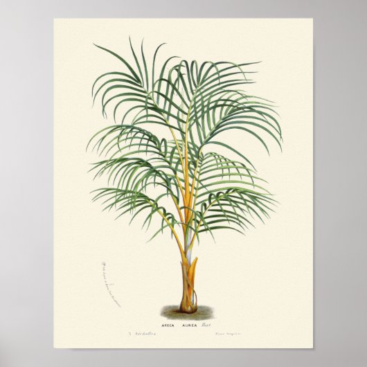 palmflessen poster (Voorkant)