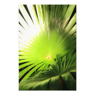 Palmfronten in zonlicht, tropisch landschap foto afdruk
