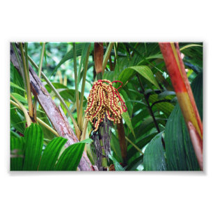 Palmfruit in Hawaï Foto Afdruk