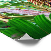 Palmfruit in Hawaï Poster (Hoek)