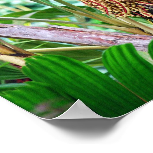 Palmfruit in Hawaï Poster (Hoek)