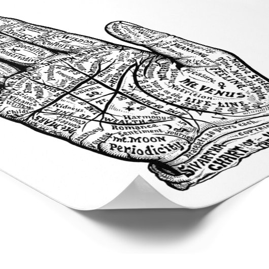 Palmie Poster (Hoek)