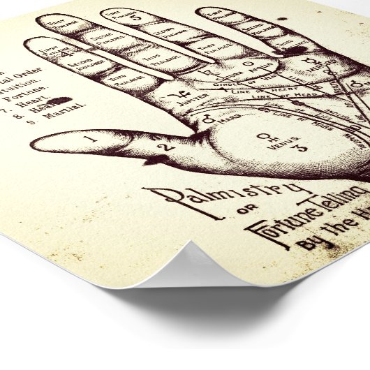 Palmie Poster (Hoek)