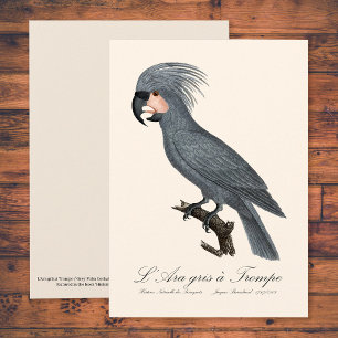 Palmkaketoe, Probosciger aterrimus Bedankkaart