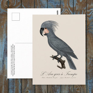 Palmkaketoe, Probosciger aterrimus Briefkaart