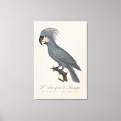 Palmkaketoe, Probosciger aterrimus Canvas Afdruk (Voorkant)
