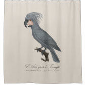 Palmkaketoe, Probosciger aterrimus Douchegordijn (Voorkant)