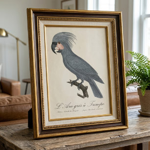 Palmkaketoe, Probosciger aterrimus Foto Afdruk