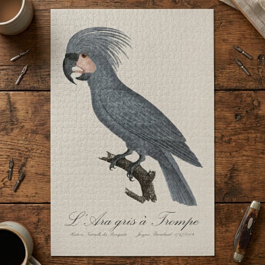 Palmkaketoe, Probosciger aterrimus Legpuzzel