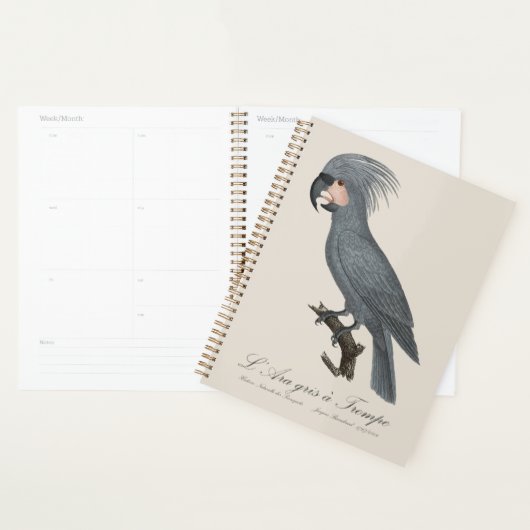 Palmkaketoe, Probosciger aterrimus Planner (Display)