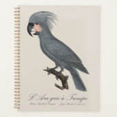 Palmkaketoe, Probosciger aterrimus Planner (Voorkant)