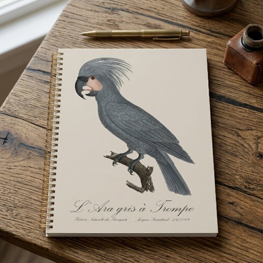 Palmkaketoe, Probosciger aterrimus Planner