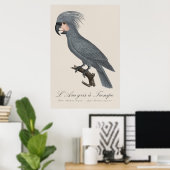 Palmkaketoe, Probosciger aterrimus Poster (Thuiskantoor)