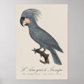 Palmkaketoe, Probosciger aterrimus Poster (Voorkant)
