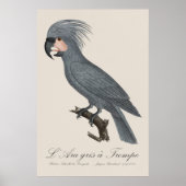 Palmkaketoe, Probosciger aterrimus Poster (Voorkant)
