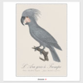 Palmkaketoe, Probosciger aterrimus Sticker (Vel)