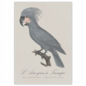 Palmkaketoe, Probosciger aterrimus Sticker (Voorkant)