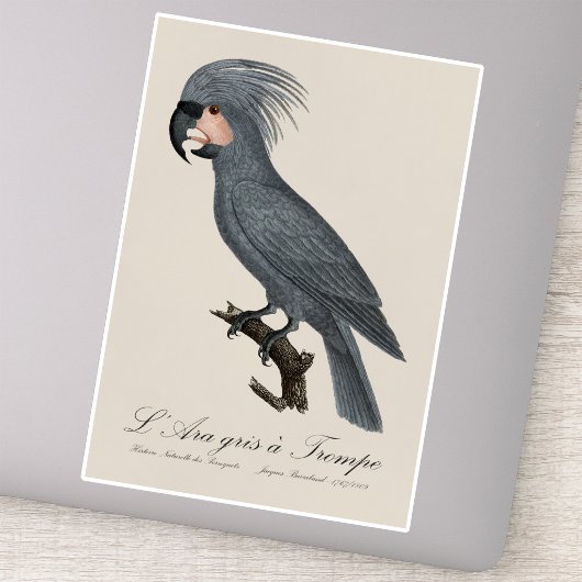 Palmkaketoe, Probosciger aterrimus Sticker