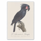 Palmpapegaai, Probosciger aterrimus papegaai, retr Sticker (Voorkant)