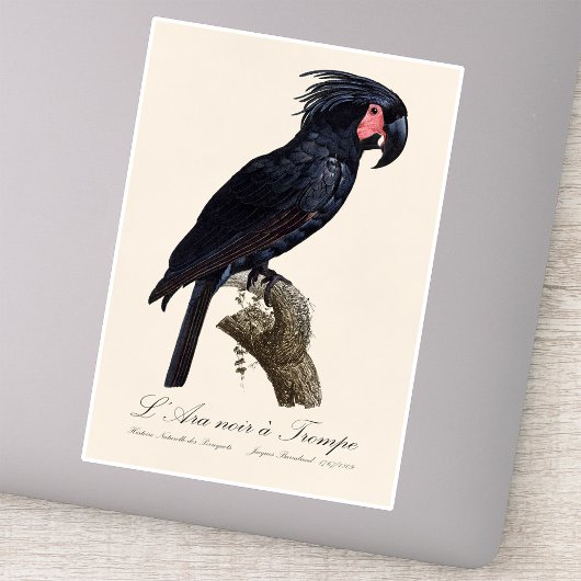 Palmpapegaai, Probosciger aterrimus papegaai, retr Sticker