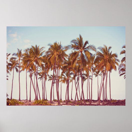 Palmplantage Poster (Voorkant)