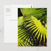 Palmschijfjes Briefkaart (Voorkant / Achterkant)