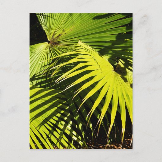 Palmschijfjes Briefkaart (Voorkant)