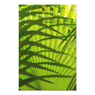 Palmschijflagen, Abstract landschapspatroon Foto Afdruk