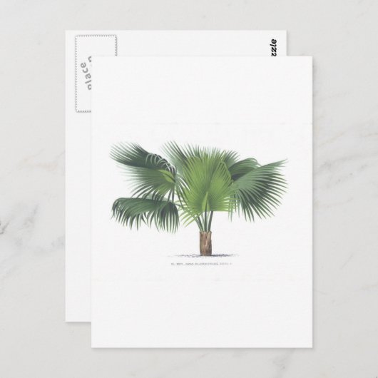 palmtekening VII Briefkaart (Voorkant / Achterkant)