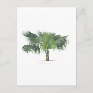 palmtekening VII Briefkaart